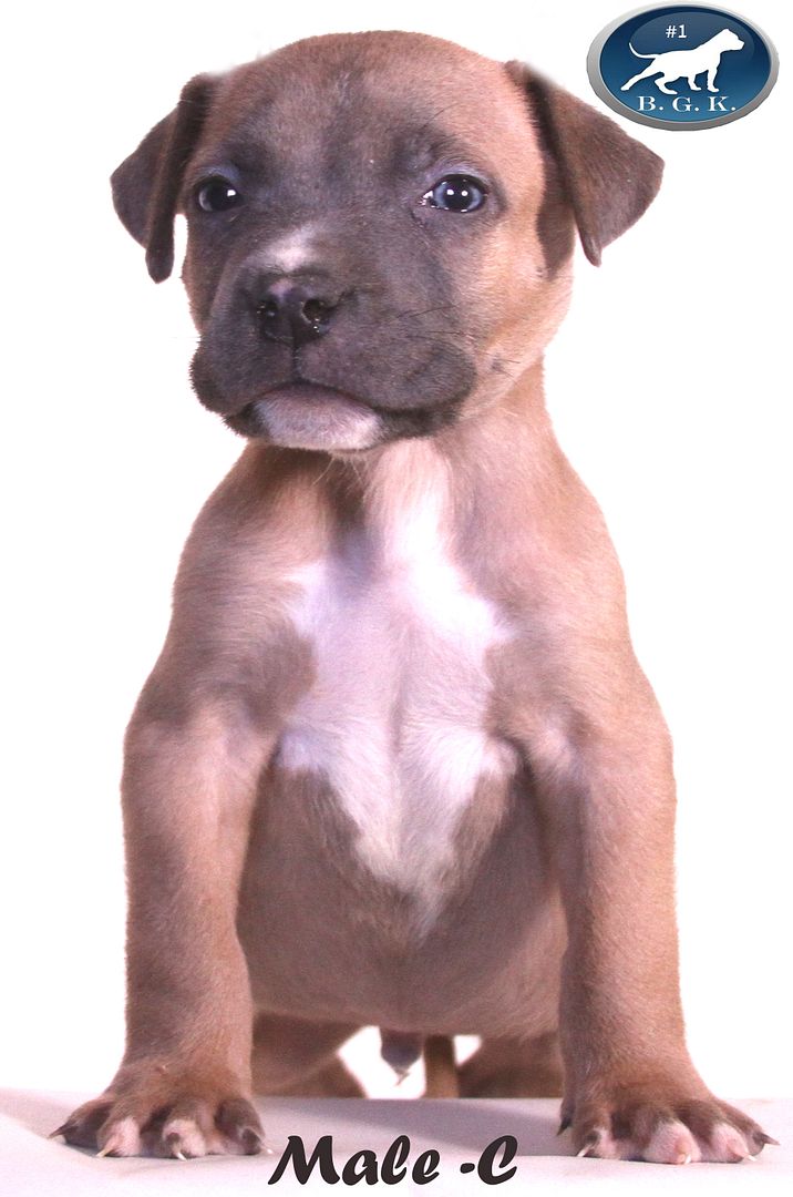 Adult blue pitbull sale Adult blue pitbull sale